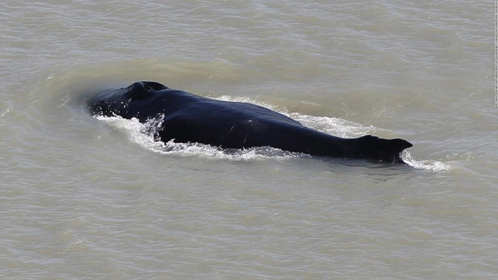 Mira cómo esta ballena salió de un río lleno de cocodrilos