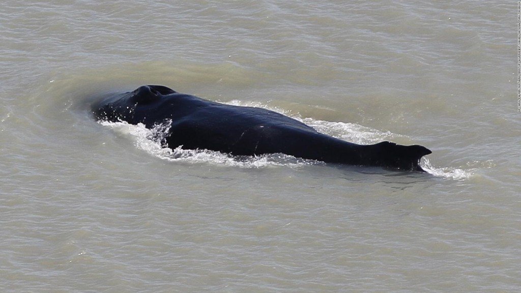 Huge whale enters a river full of crocodiles