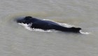 Enorme ballena ingresa a un río lleno de cocodrilos