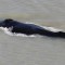 Enorme ballena ingresa a un río lleno de cocodrilos