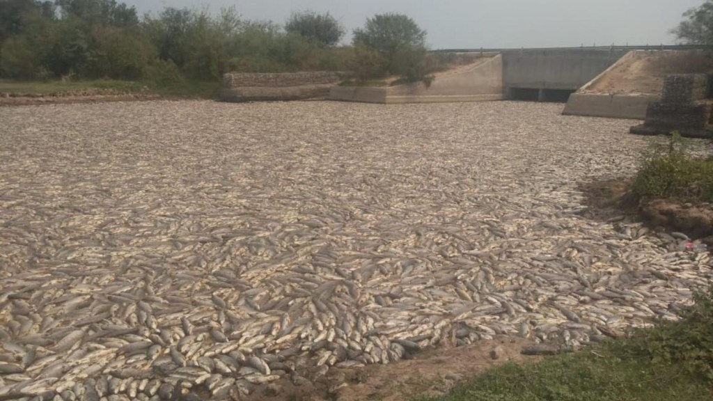 Argentina: shocking images of dead fish