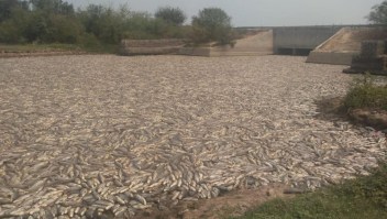 Argentina: impactantes imágenes de peces muertos
