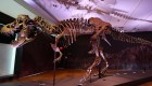 El dinosaurio más completo del mundo está en venta