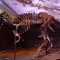 El dinosaurio más completo del mundo está en venta
