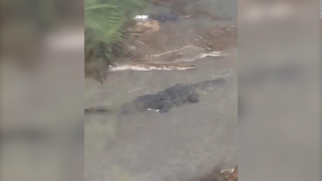 They found a huge crocodile in the backyard of their house