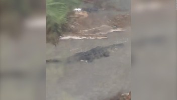 Encontraron un enorme cocodrilo en el patio de su casa