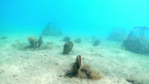Biólogos advierten de una posible epidemia bajo el mar