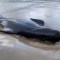 Mueren 380 ballenas encalladas en Australia