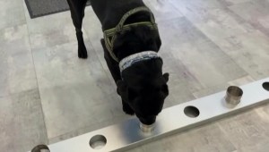 Estos perros se entrenan para detectar casos de covid-19