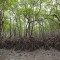 Frenan plan que desprotegía los manglares en Brasil