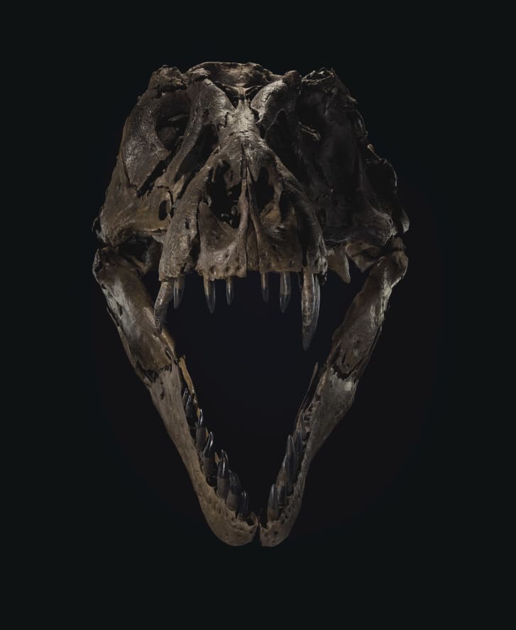 Tyrannosaurus-rex-subasta-2