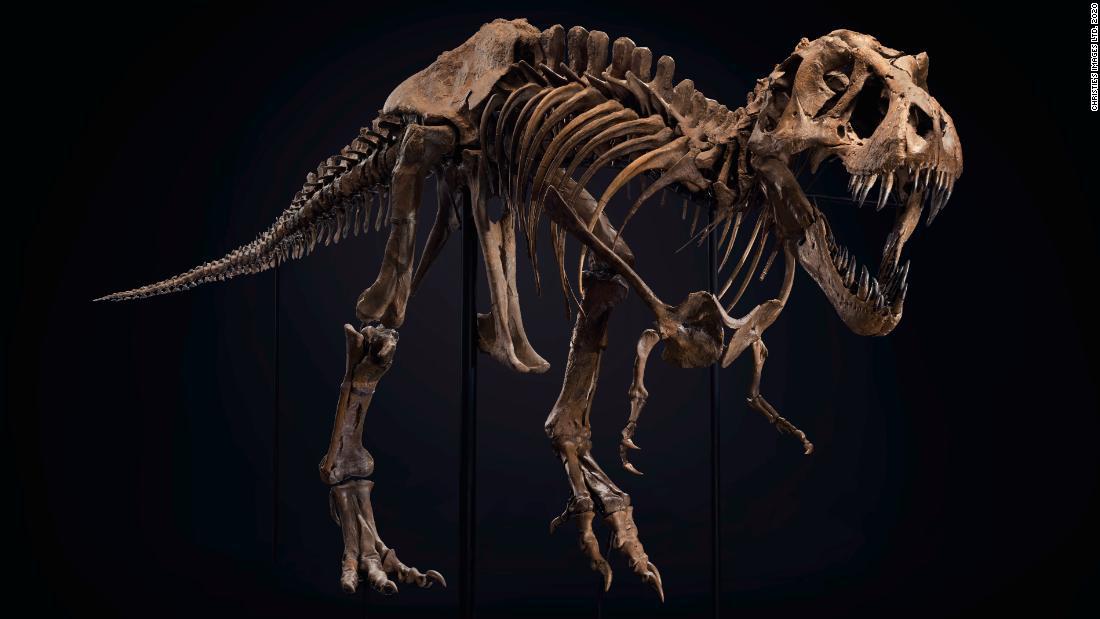 Subastan un gran esqueleto de Tyrannosaurus rex