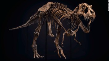 Tyrannosaurus-rex-subasta