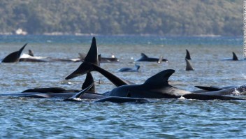 ballenas varadas australia encalladas