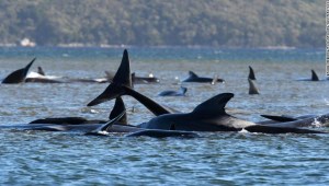 ballenas varadas australia encalladas