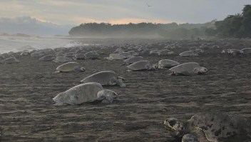 Tortugas en el refugio Ostional costa rica