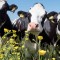 vacas metano gases cambio climatico