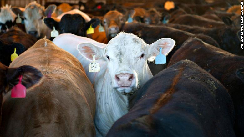 vacas metano gases cambio climatico