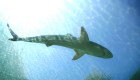 Australia: más ataques letales de tiburones contra humanos
