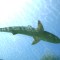 Australia: más ataques letales de tiburones contra humanos