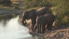 África: ¿qué causa las misteriosas muertes de elefantes?