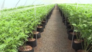 El cannabis en Uruguay ya es una referencia mundial