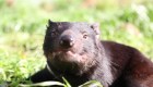 Demonio de Tasmania regresa a Australia tras miles de años