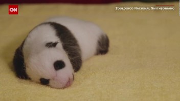 Mira la revelación de género de este panda gigante
