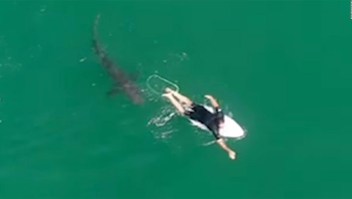 Video muestra a un tiburón nadando cerca de un surfista