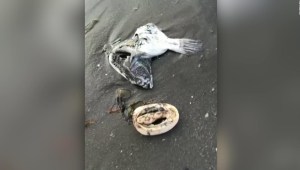 Rusia: hallan animales muertos por contaminación en costa