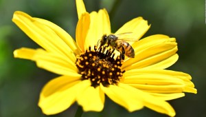 Un nuevo aliado para las abejas