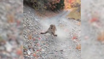 Un puma acecha y persigue a un hombre en Utah