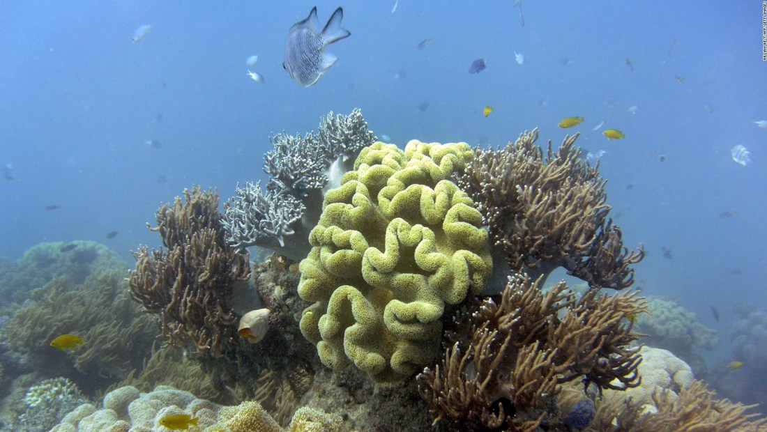 Estudio: coral en Australia disminuye con crisis climática