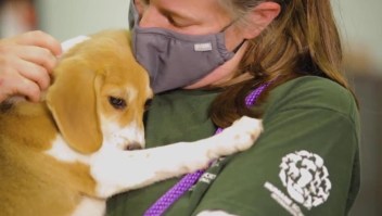 Rescate de animales abandonados continúa pese a pandemia