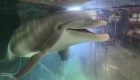 Delfines robot reemplazan animales en cautiverio