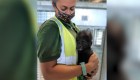 Cuidadores de un zoológico ayudan a este bebé gorila