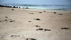 Hallan más de 7.000 focas muertas en playa de Namibia
