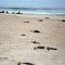 Hallan más de 7.000 focas muertas en playa de Namibia
