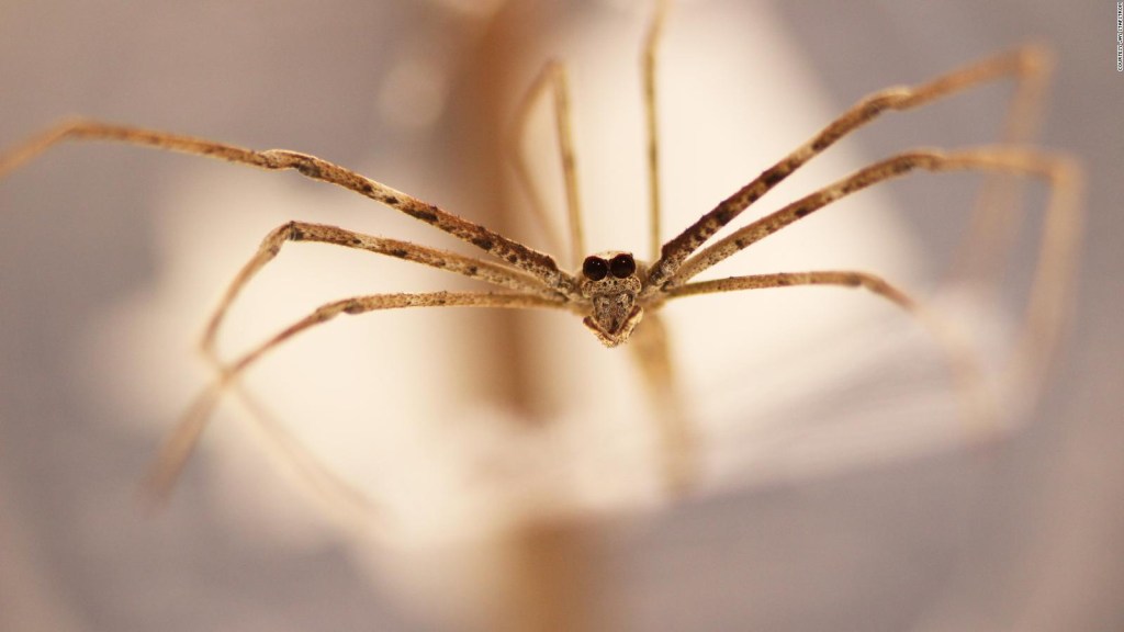Descubren que estas arañas pueden oír con sus patas