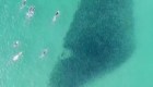 Un grupo de personas nada junto a tiburones y salmones