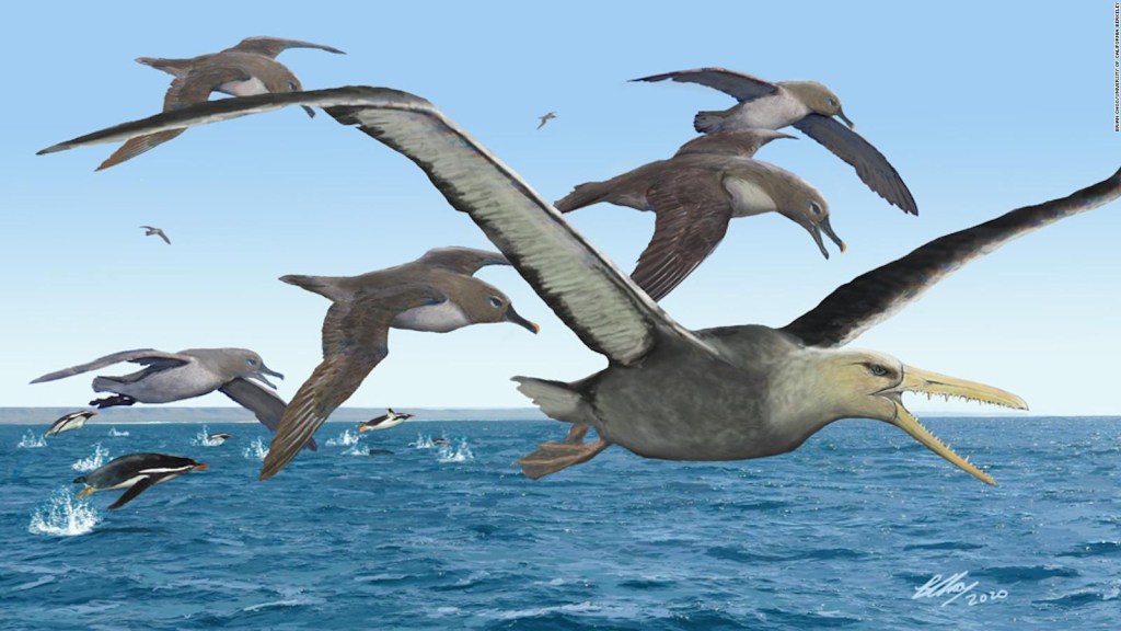 Estos fósiles serían del ave más grande de la prehistoria
