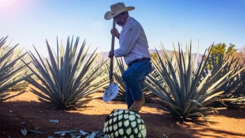 El agave, la planta del tequila, se da en la ciudad del mismo nombre en Jalisco