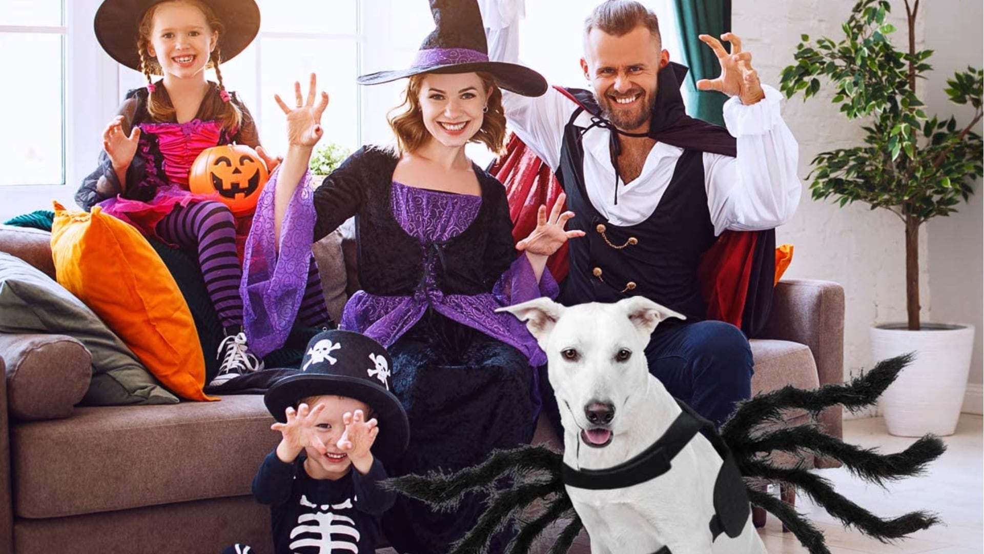 Opresor bruja Digno Los 8 disfraces más divertidos de Halloween para mascotas | CNN