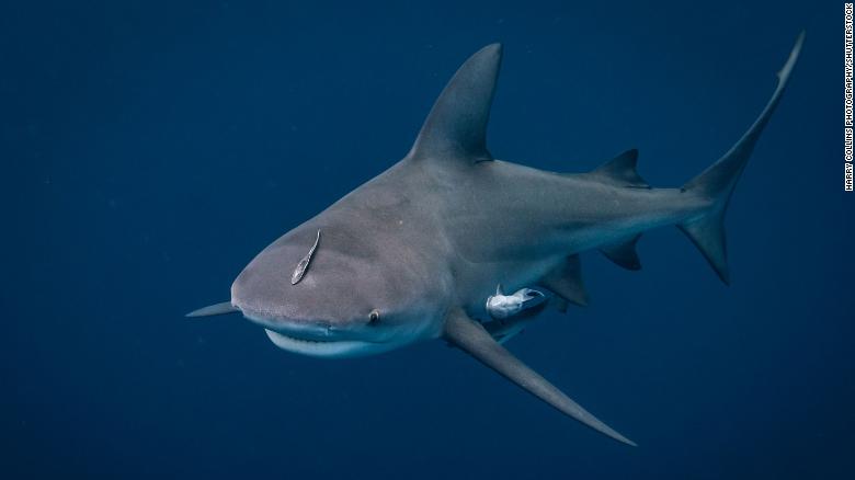 tiburón embarazada ataque