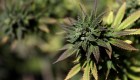 Proyección de CNN: 3 estados de EE.UU. legalizan la marihuana