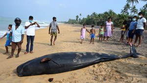 Sri Lanka rescata 100 ballenas varadas en sus playas