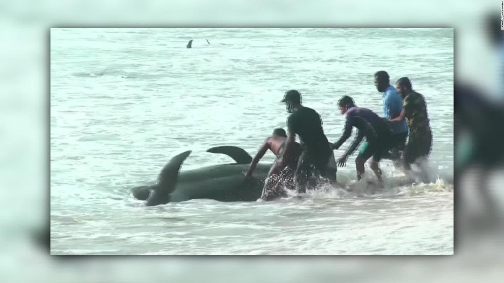 Rescatan 100 ballenas varadas en Sri Lanka