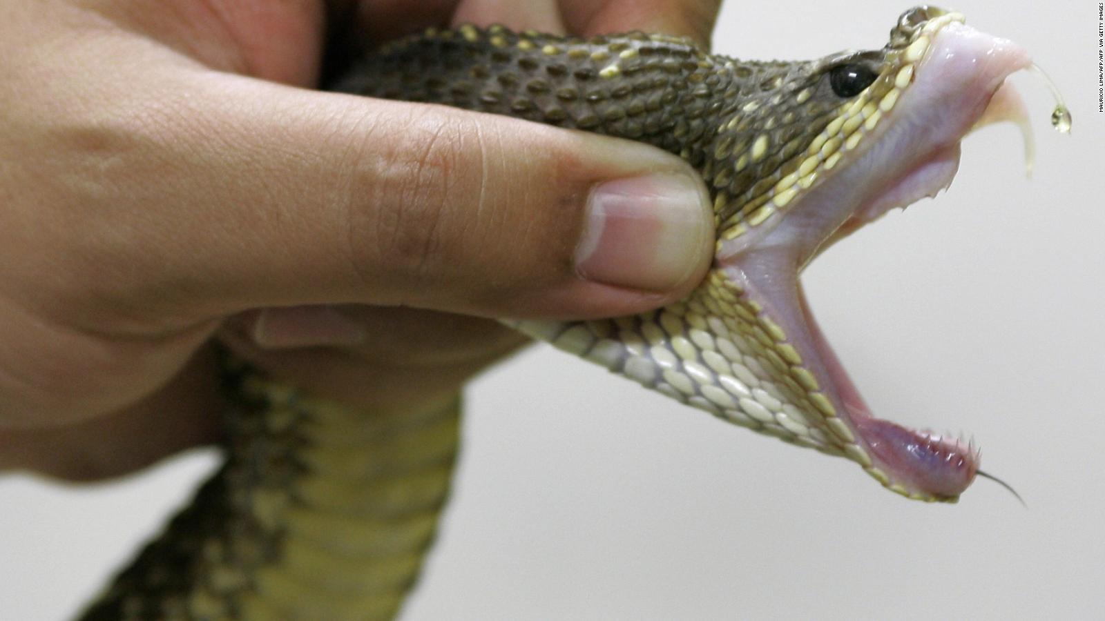 Crean veneno de serpiente en un laboratorio, un avance que puede salvar  vidas | Video | CNN