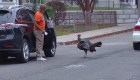 Vea las imágenes de un pavo atemorizando a Boston