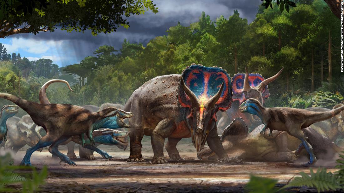Los fósiles que muestran una “batalla” entre un Triceratops y un 